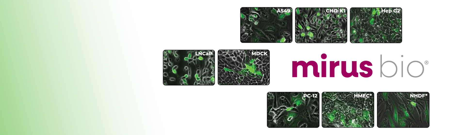 Transfection