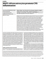 MAFG-driven-astrocytes