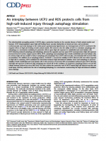 An interplay between UCP2 and ROS protects cells from high-salt-induced injury through autophagy stimulation