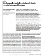 Mechanical-regulation-of-glycolysis