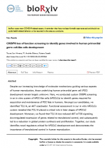 CRISPR loss of function screening to identify genes involved in human primordial germ cell-like cells development