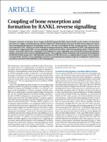 Coupling-of-bone-resorption