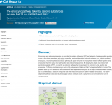 The endocytic pathway taken by cationic substances requires Rab14 but not Rab5 and Rab7