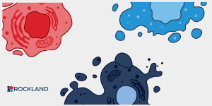 Cell death related Rockland antibodies and reagents
