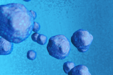 MBL Webinar: Verbessern Sie Ihre Organoidkulturen mit Wnt3a und FGF-Max