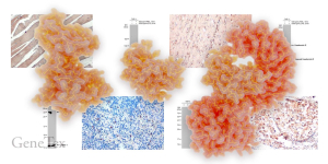 NEK7: ein essentieller Regulator von NLRP3-Inflammasom-Aktivierung