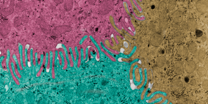 Cell Adhesion
