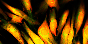 Your Source for Cell Lines