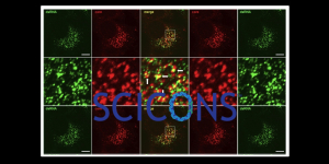 SCICONS dsRNA Antibodies now available from Nordic-MUBio