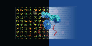 Site-Specific Antibody Labeling with oYo-Link