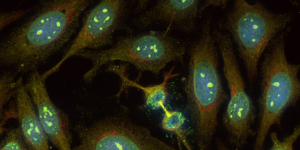 New Alexa Fluor® 555 and Alexa Fluor® 568 conjugates from Jackson ImmunoReasearch