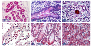 IHC-plus Antibodies from LSBio