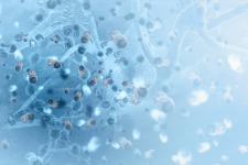 Cancer Cells