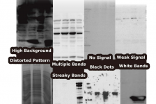 Western-Blot-Troubleshooting-Tips
