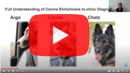 biogal-ehrlichia-canis