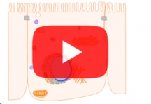 immunochemistry-cell-viability